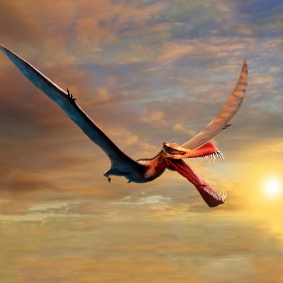 An artistic impression of a flying Pterosaur